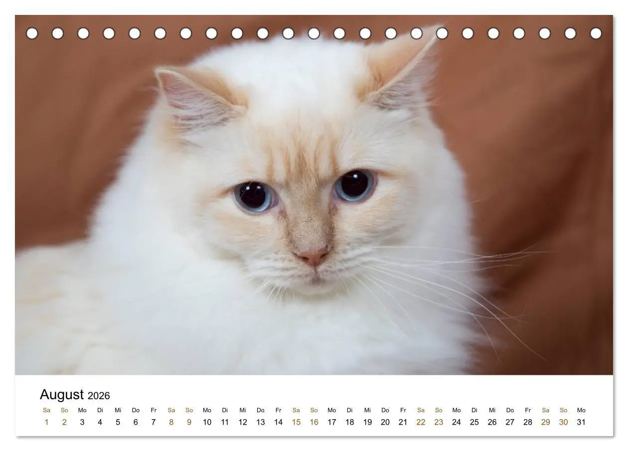 Bild: 9783516157239 | Ragdolls (Tischkalender 2026 DIN A5 quer), CALVENDO Monatskalender