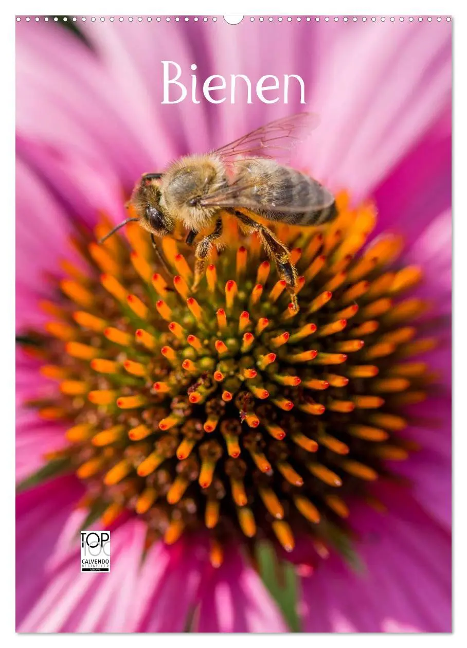Cover: 9783516457339 | Bienenkalender (Wandkalender 2026 DIN A2 hoch), CALVENDO...