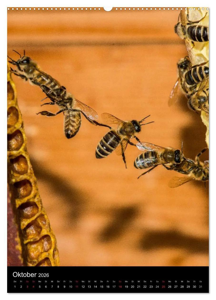 Bild: 9783516457339 | Bienenkalender (Wandkalender 2026 DIN A2 hoch), CALVENDO...