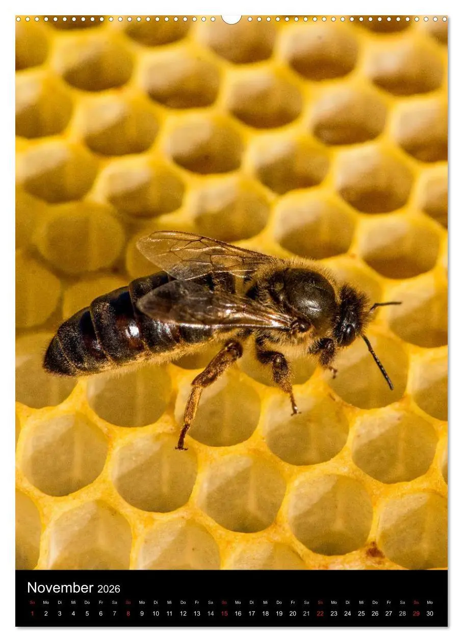 Bild: 9783516457339 | Bienenkalender (Wandkalender 2026 DIN A2 hoch), CALVENDO...