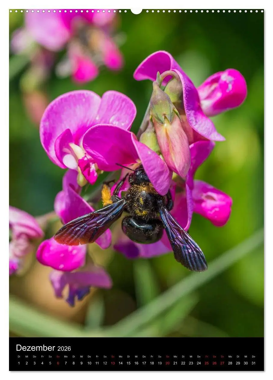 Bild: 9783516457339 | Bienenkalender (Wandkalender 2026 DIN A2 hoch), CALVENDO...