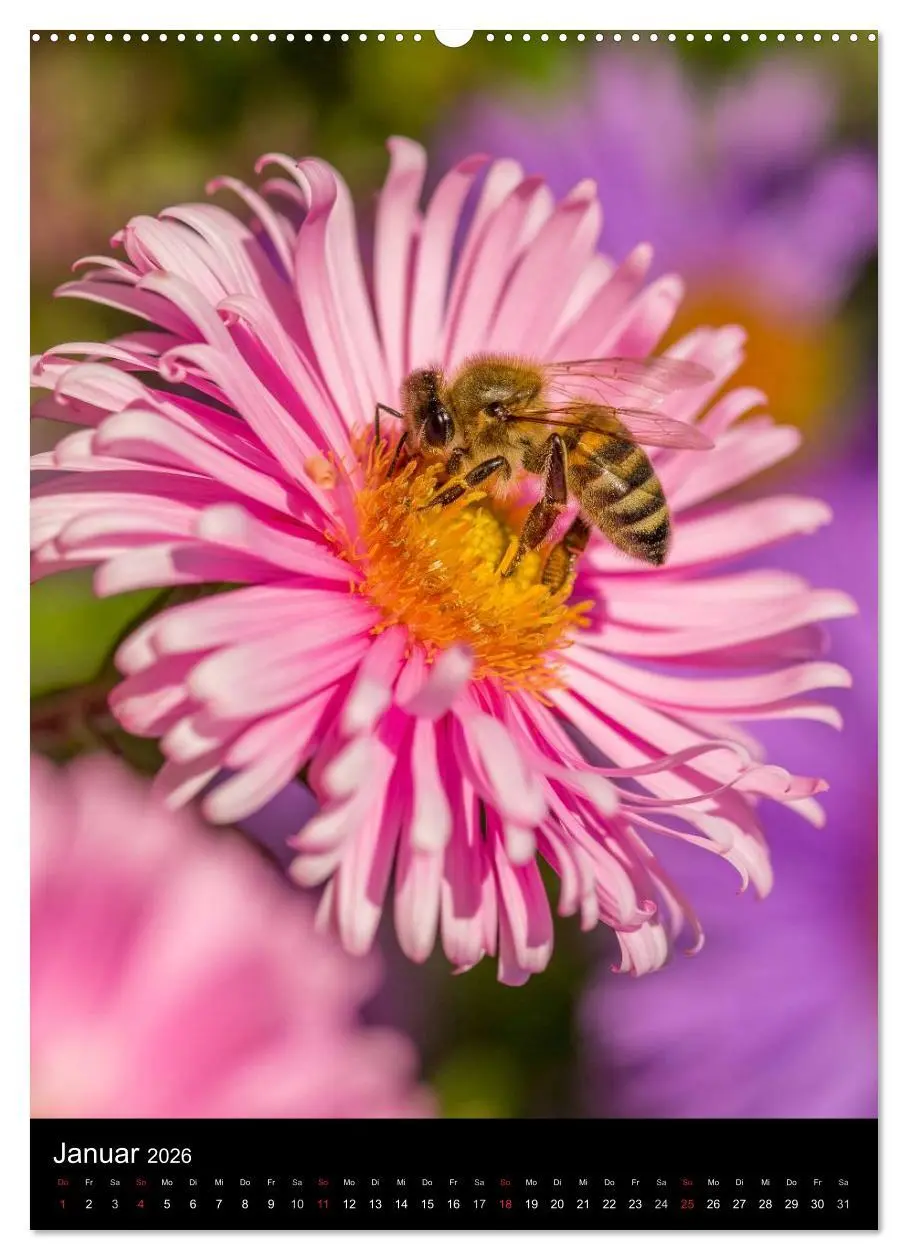 Bild: 9783516457339 | Bienenkalender (Wandkalender 2026 DIN A2 hoch), CALVENDO...