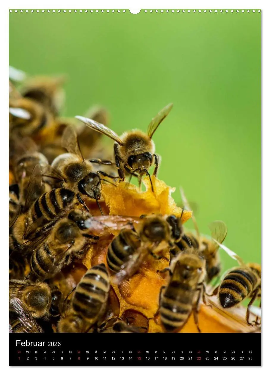 Bild: 9783516457339 | Bienenkalender (Wandkalender 2026 DIN A2 hoch), CALVENDO...
