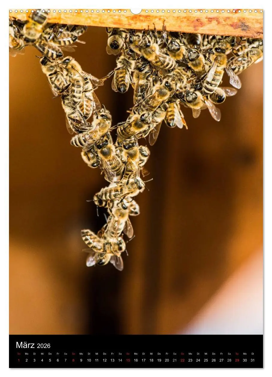 Bild: 9783516457339 | Bienenkalender (Wandkalender 2026 DIN A2 hoch), CALVENDO...