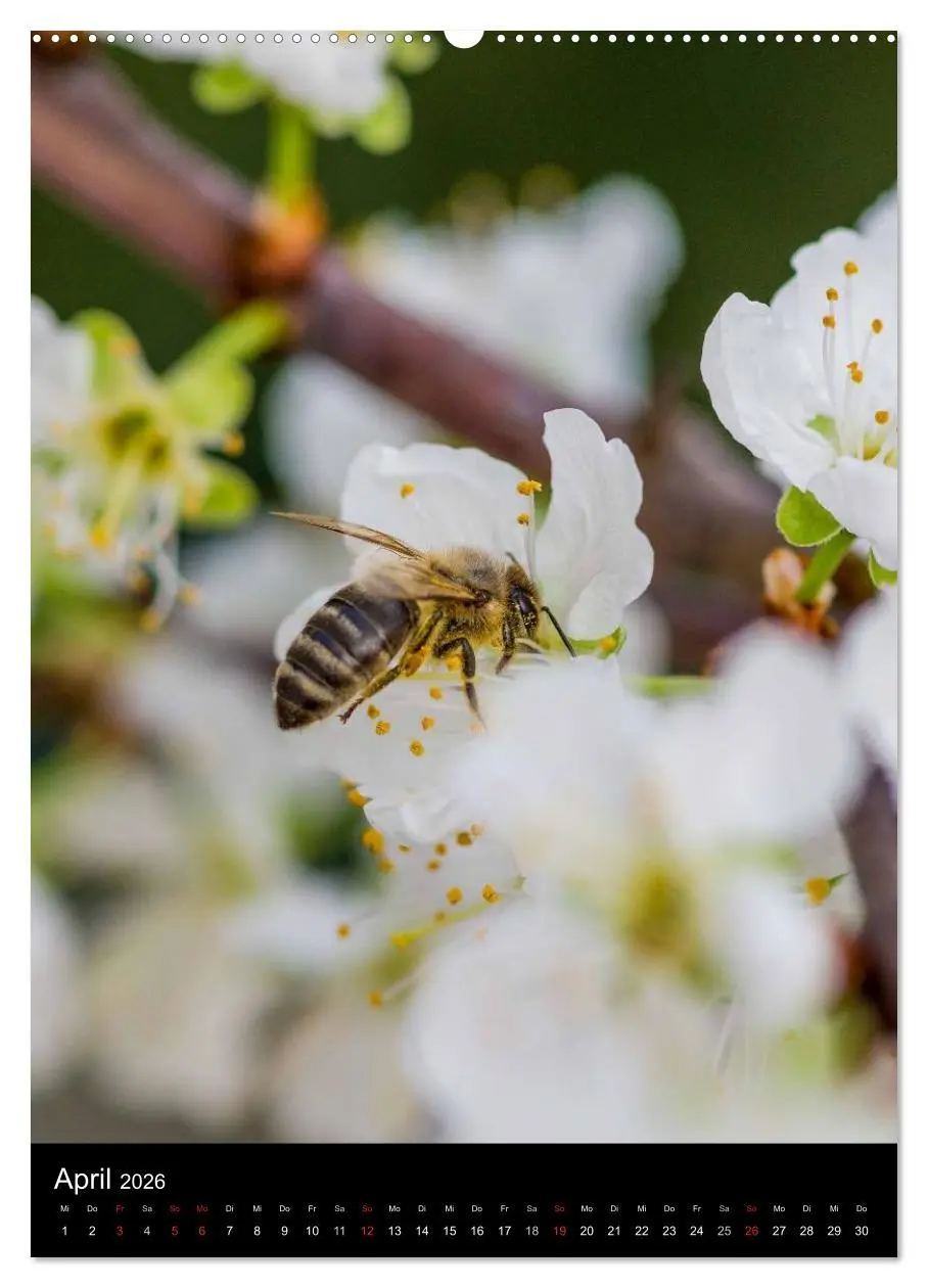 Bild: 9783516457339 | Bienenkalender (Wandkalender 2026 DIN A2 hoch), CALVENDO...