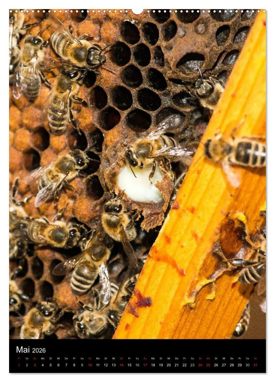 Bild: 9783516457339 | Bienenkalender (Wandkalender 2026 DIN A2 hoch), CALVENDO...