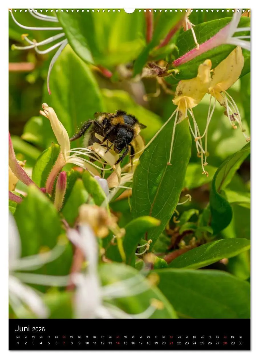 Bild: 9783516457339 | Bienenkalender (Wandkalender 2026 DIN A2 hoch), CALVENDO...
