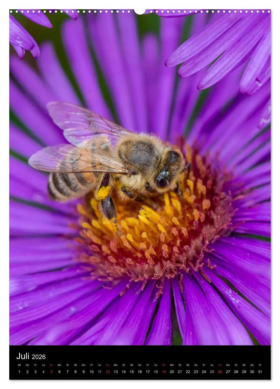 Bild: 9783516457339 | Bienenkalender (Wandkalender 2026 DIN A2 hoch), CALVENDO...