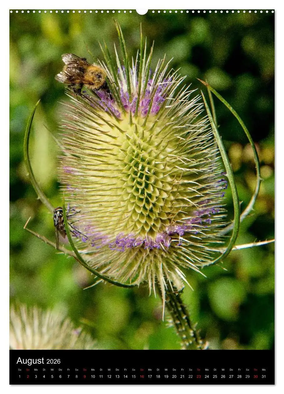 Bild: 9783516457339 | Bienenkalender (Wandkalender 2026 DIN A2 hoch), CALVENDO...