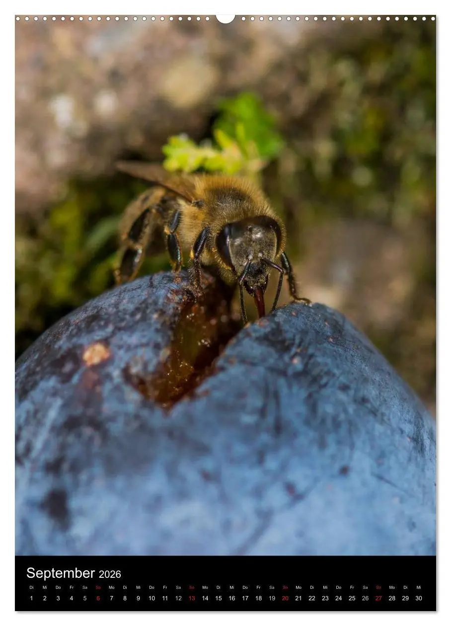 Bild: 9783516457339 | Bienenkalender (Wandkalender 2026 DIN A2 hoch), CALVENDO...