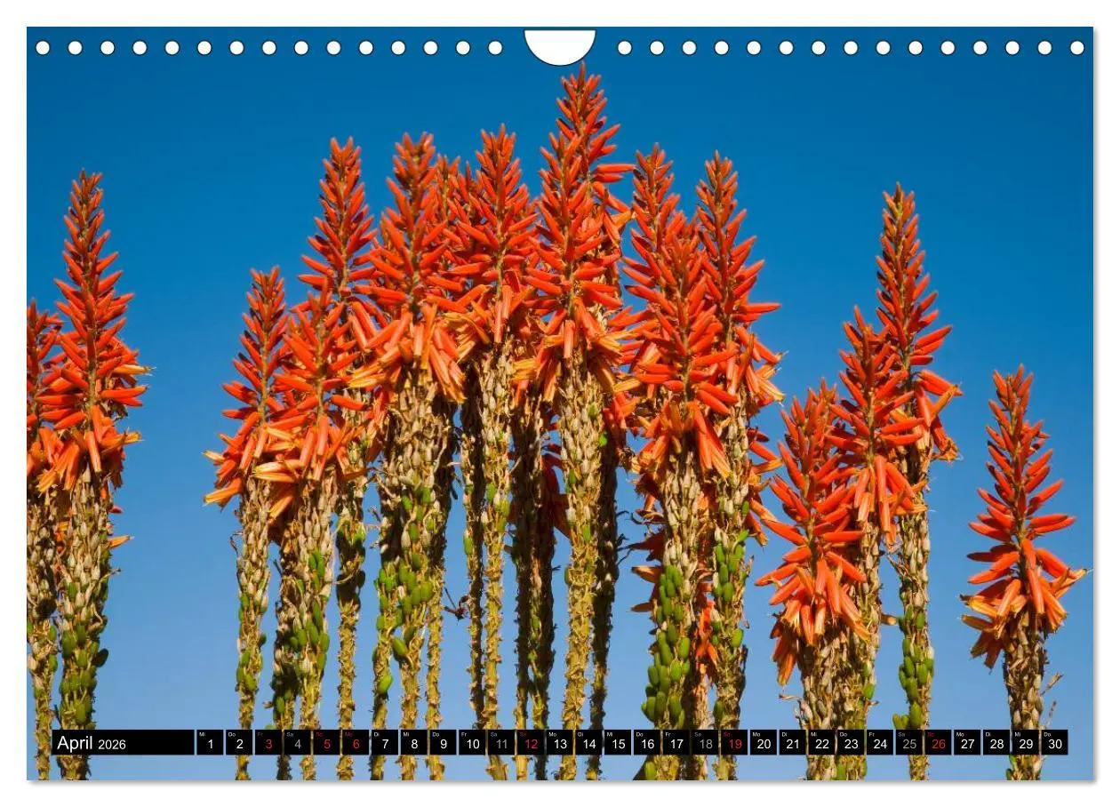 Bild: 9783516067439 | Namib Naukluft Nationalpark. NAMIBIA 2026 (Wandkalender 2026 DIN A4...