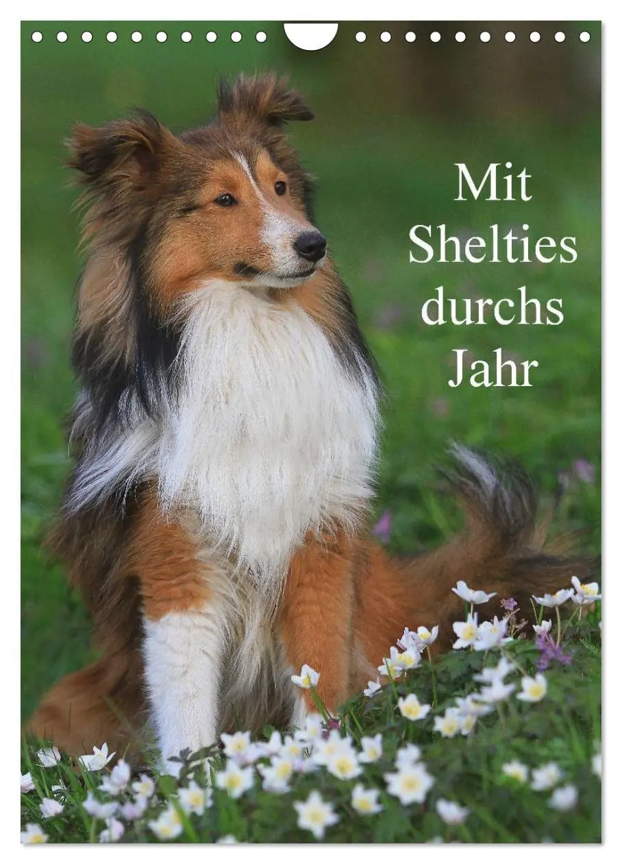 Cover: 9783516447439 | Mit Shelties durchs Jahr (Wandkalender 2026 DIN A4 hoch), CALVENDO...