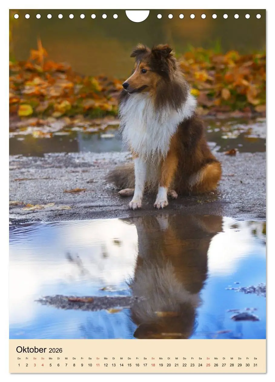 Bild: 9783516447439 | Mit Shelties durchs Jahr (Wandkalender 2026 DIN A4 hoch), CALVENDO...