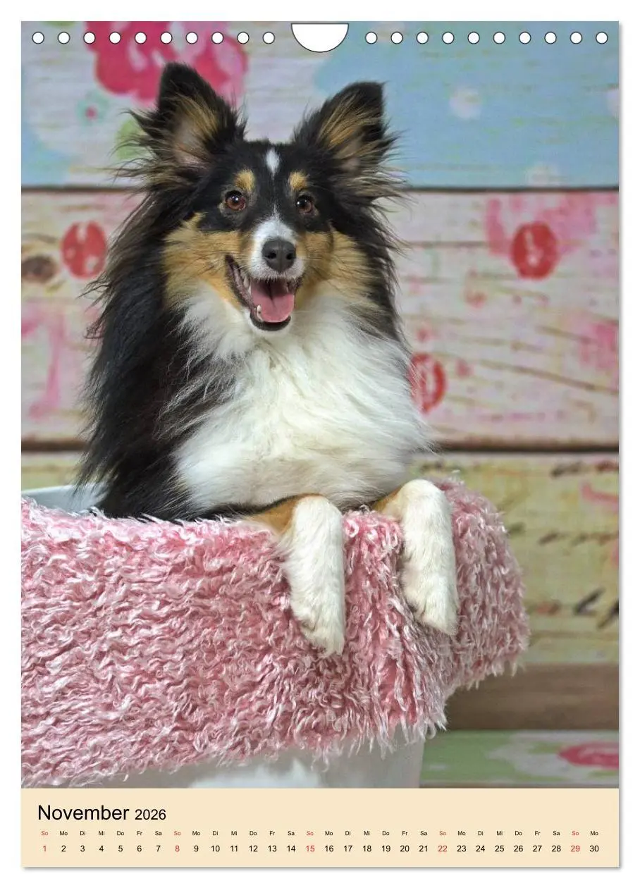 Bild: 9783516447439 | Mit Shelties durchs Jahr (Wandkalender 2026 DIN A4 hoch), CALVENDO...