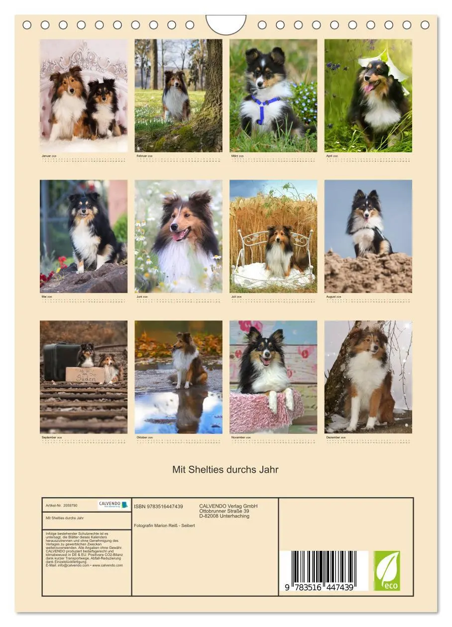 Bild: 9783516447439 | Mit Shelties durchs Jahr (Wandkalender 2026 DIN A4 hoch), CALVENDO...