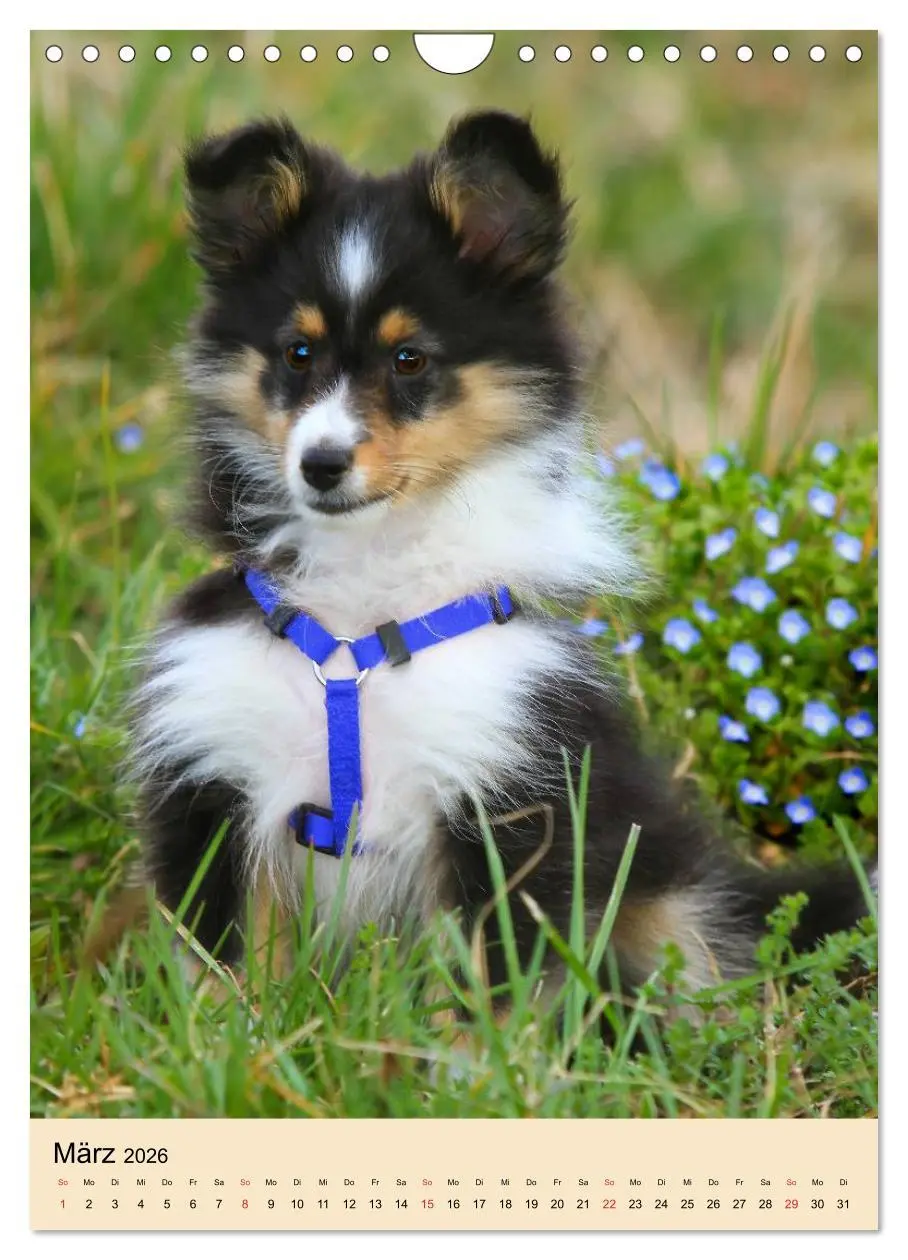 Bild: 9783516447439 | Mit Shelties durchs Jahr (Wandkalender 2026 DIN A4 hoch), CALVENDO...