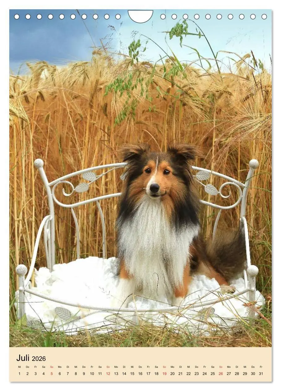 Bild: 9783516447439 | Mit Shelties durchs Jahr (Wandkalender 2026 DIN A4 hoch), CALVENDO...