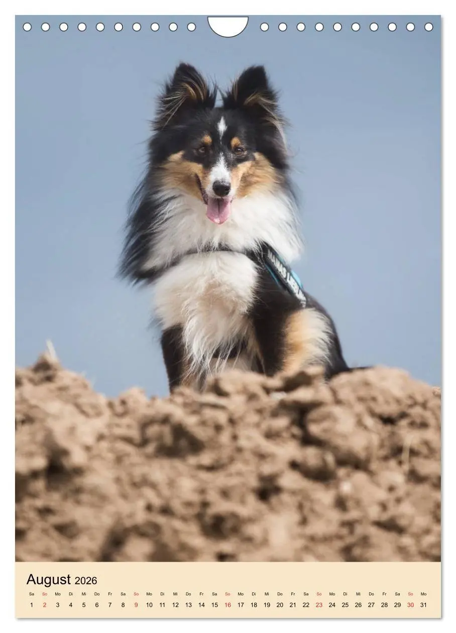 Bild: 9783516447439 | Mit Shelties durchs Jahr (Wandkalender 2026 DIN A4 hoch), CALVENDO...