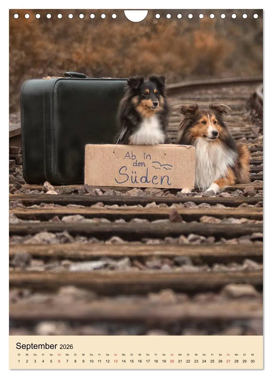 Bild: 9783516447439 | Mit Shelties durchs Jahr (Wandkalender 2026 DIN A4 hoch), CALVENDO...