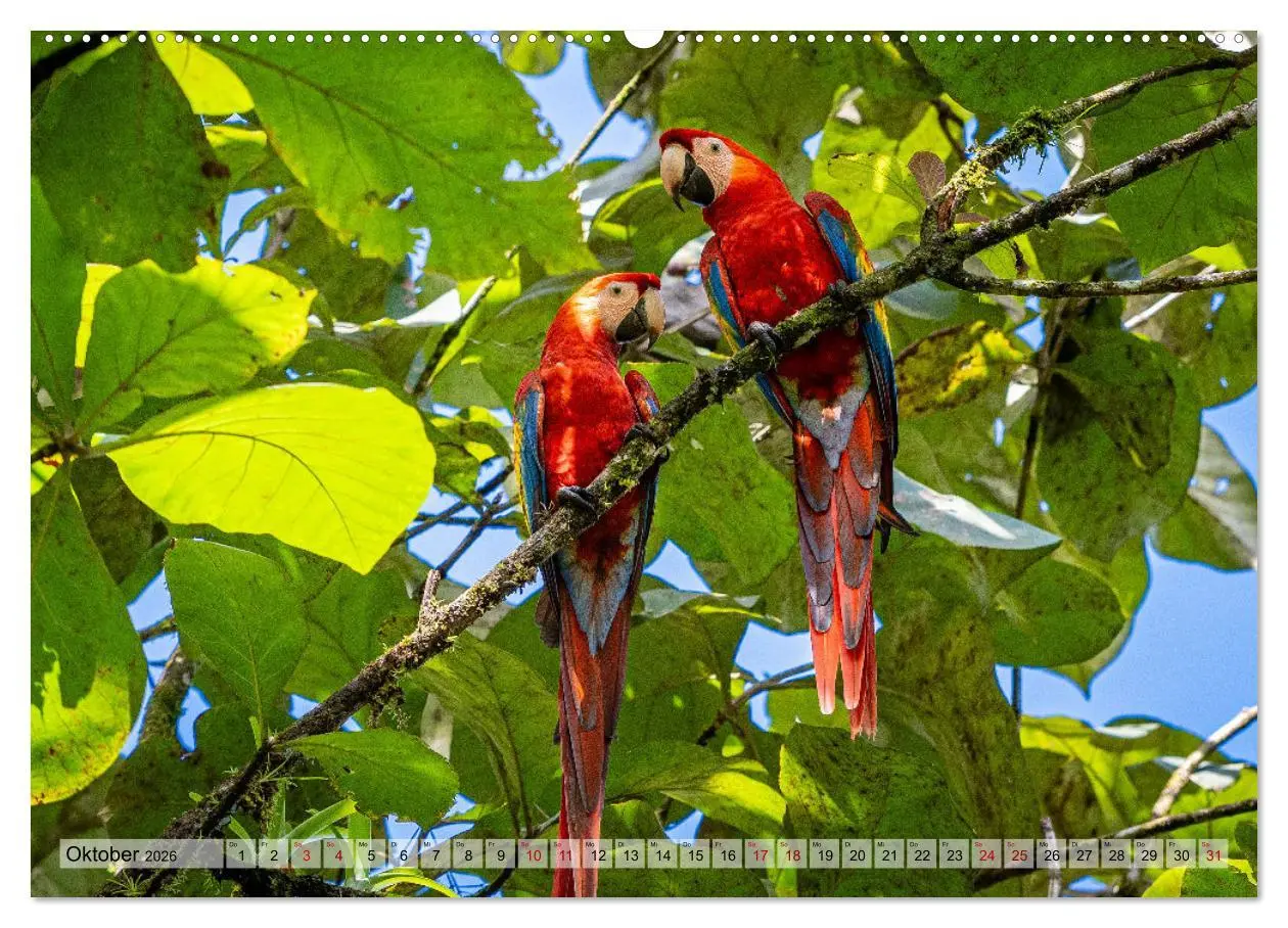 Bild: 9783457277539 | Phantastische Vogelwelt Costa Rica (hochwertiger Premium...