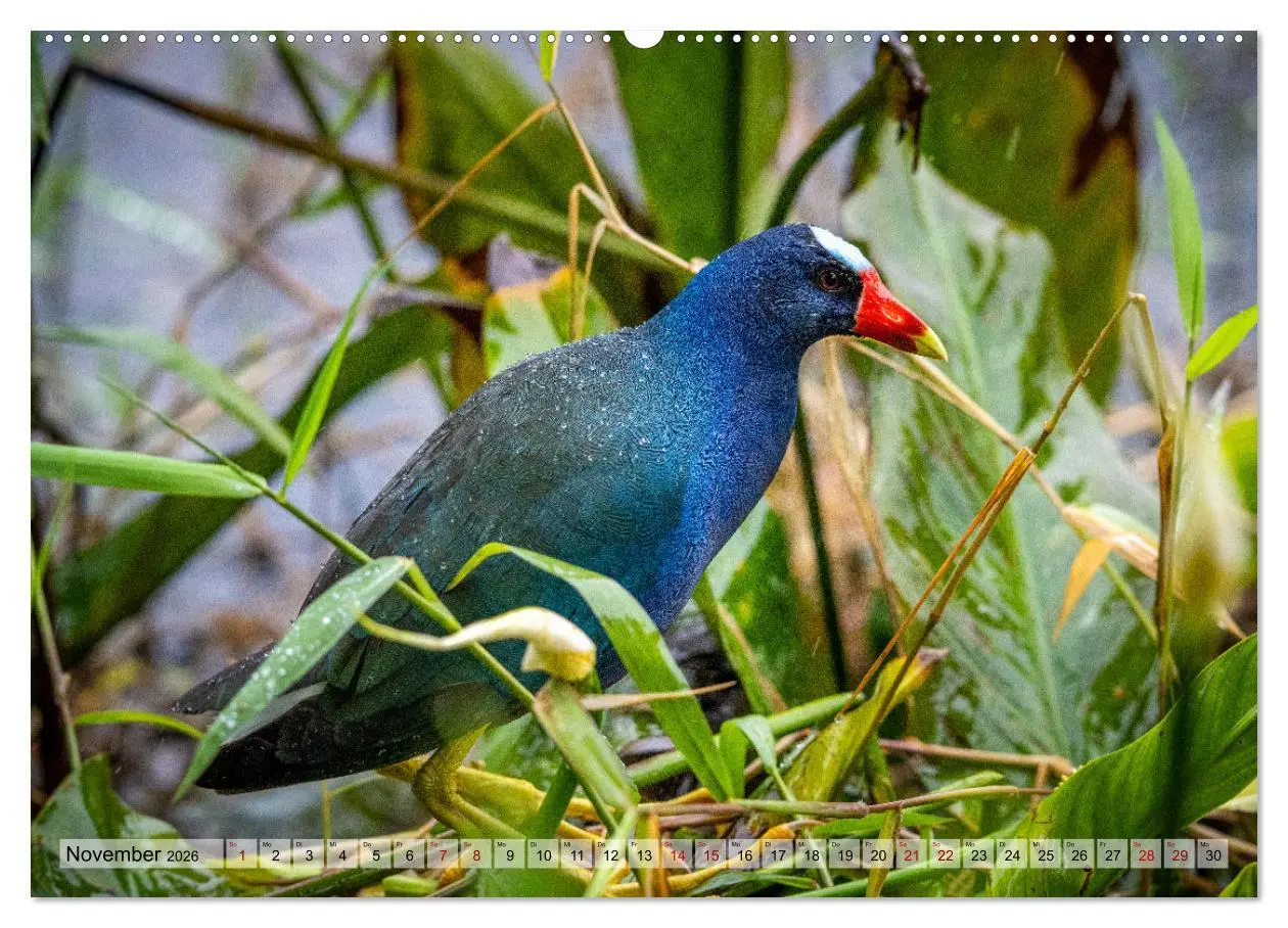 Bild: 9783457277539 | Phantastische Vogelwelt Costa Rica (hochwertiger Premium...