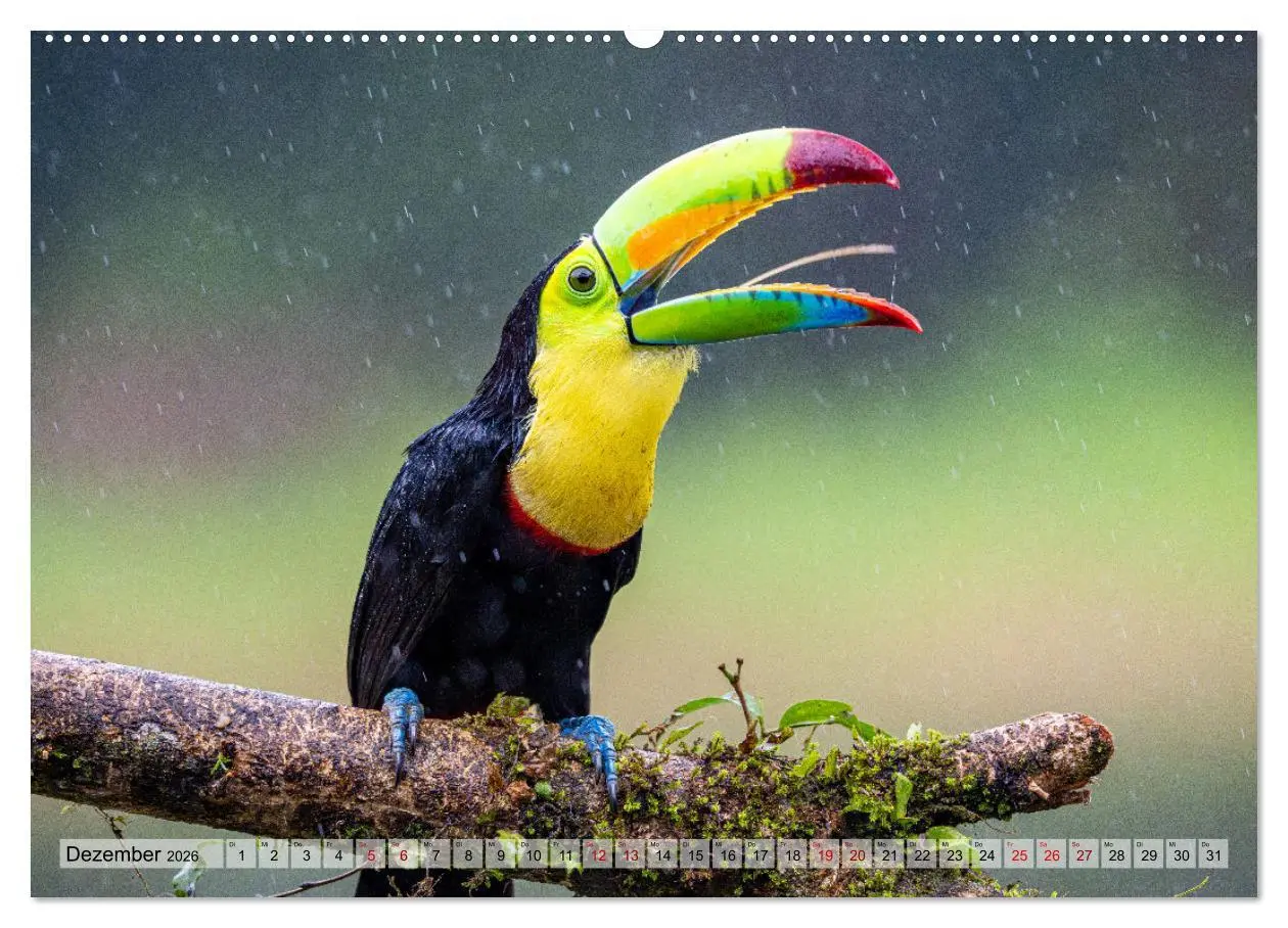 Bild: 9783457277539 | Phantastische Vogelwelt Costa Rica (hochwertiger Premium...