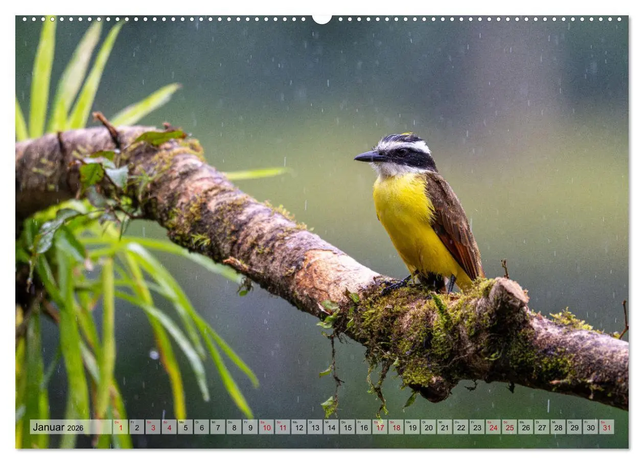 Bild: 9783457277539 | Phantastische Vogelwelt Costa Rica (hochwertiger Premium...