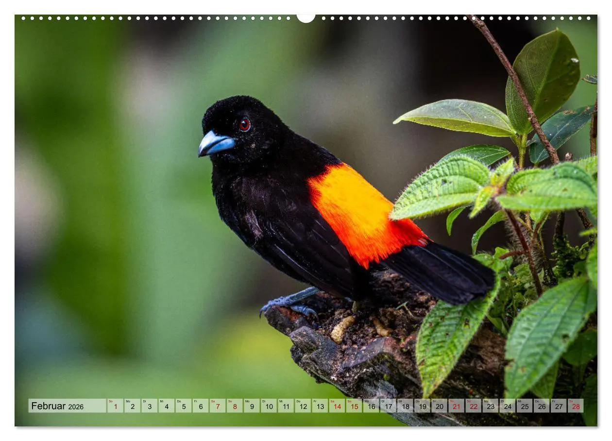 Bild: 9783457277539 | Phantastische Vogelwelt Costa Rica (hochwertiger Premium...