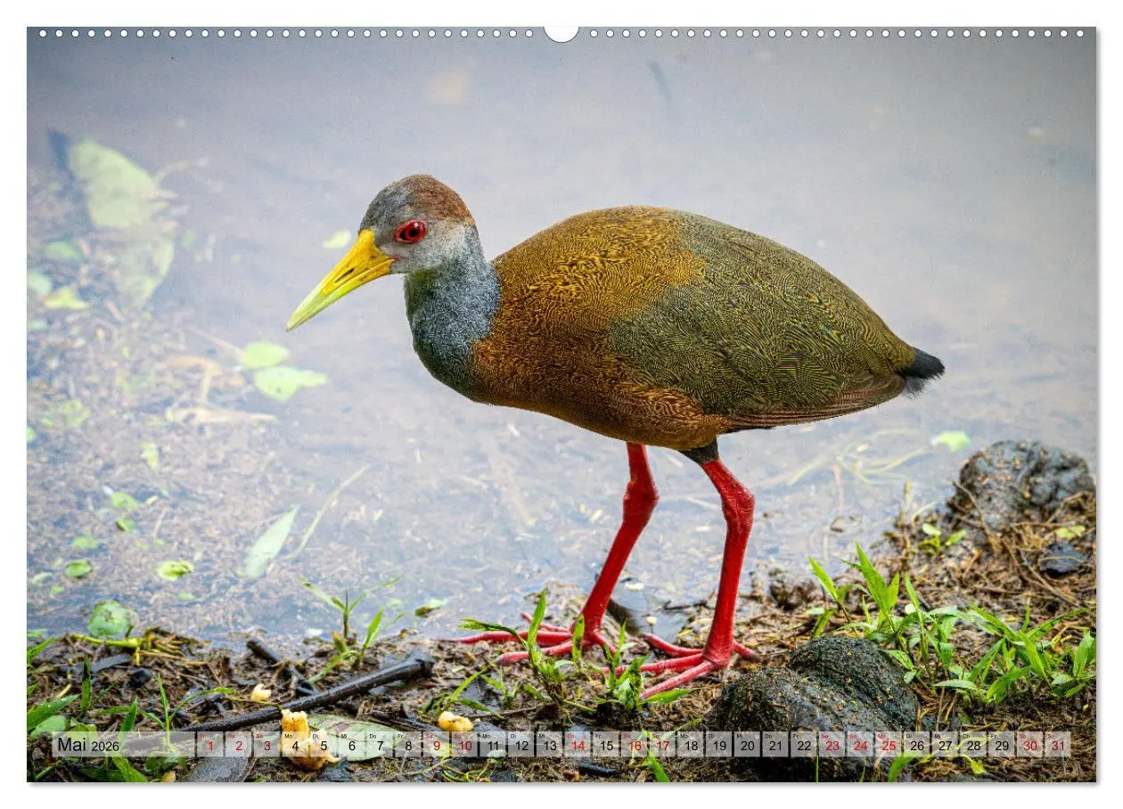 Bild: 9783457277539 | Phantastische Vogelwelt Costa Rica (hochwertiger Premium...