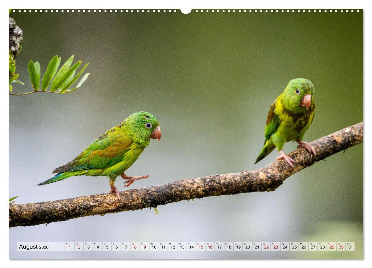 Bild: 9783457277539 | Phantastische Vogelwelt Costa Rica (hochwertiger Premium...