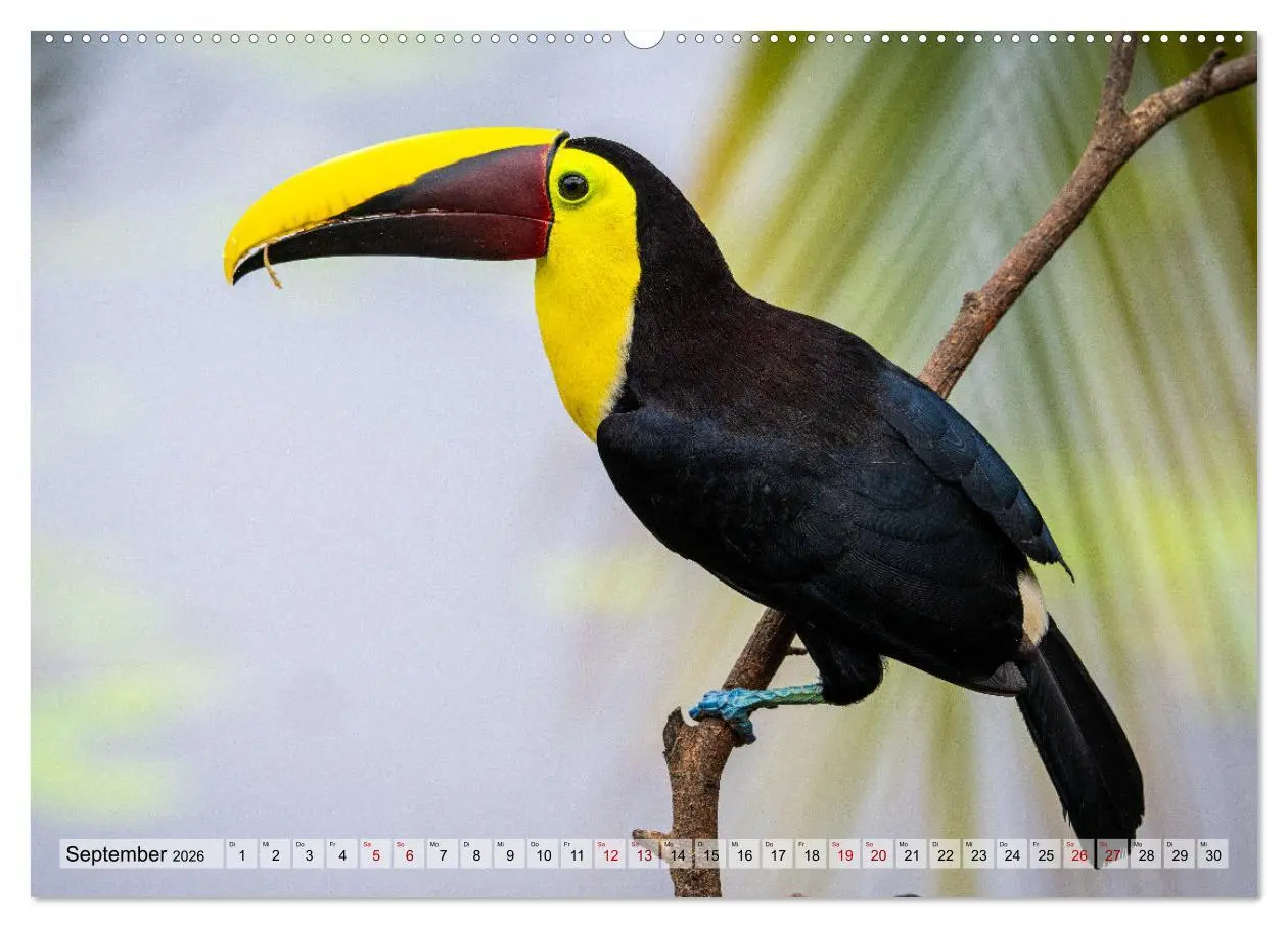 Bild: 9783457277539 | Phantastische Vogelwelt Costa Rica (hochwertiger Premium...