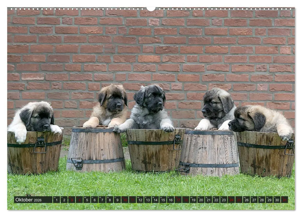 Bild: 9783457727539 | Germanische Bärenbabys (hochwertiger Premium Wandkalender 2026 DIN...