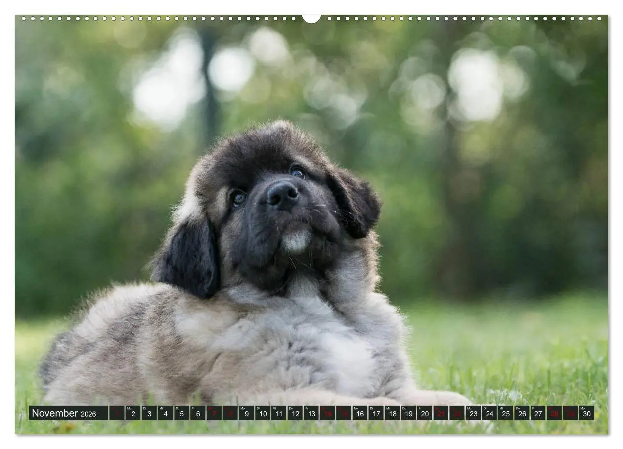 Bild: 9783457727539 | Germanische Bärenbabys (hochwertiger Premium Wandkalender 2026 DIN...