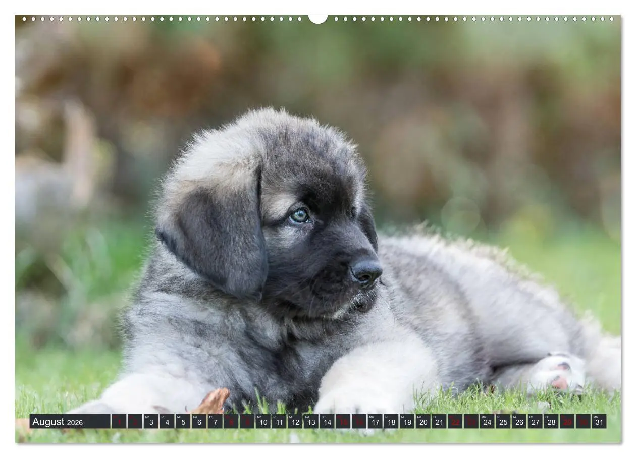 Bild: 9783457727539 | Germanische Bärenbabys (hochwertiger Premium Wandkalender 2026 DIN...