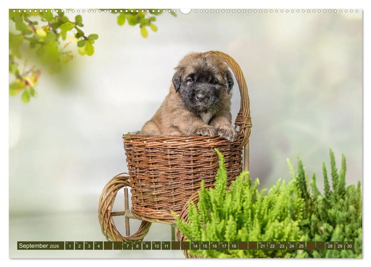 Bild: 9783457727539 | Germanische Bärenbabys (hochwertiger Premium Wandkalender 2026 DIN...