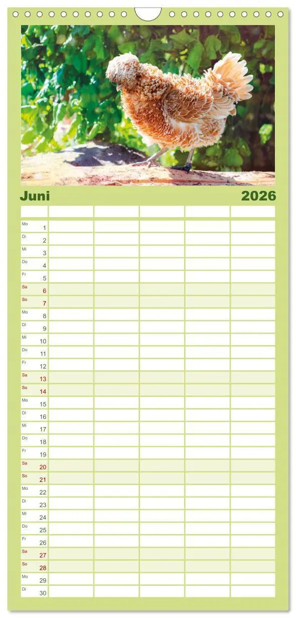 Bild: 9783516507539 | Familienplaner 2026 - Hühner im Garten mit 5 Spalten (Wandkalender,...