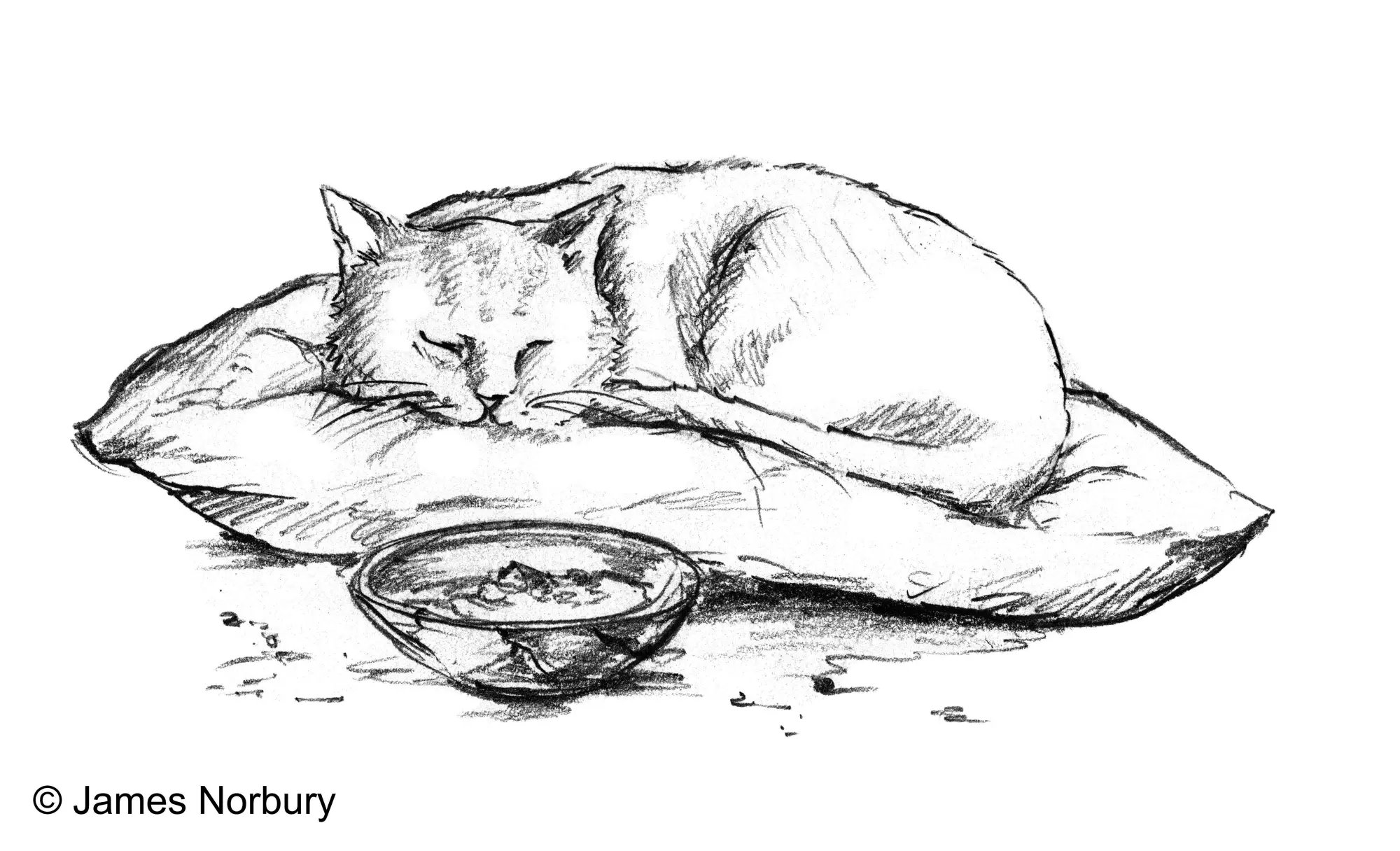 Bild: 9783442317639 | Die Katze, die nach Weisheit sucht | James Norbury | Buch | 176 S.
