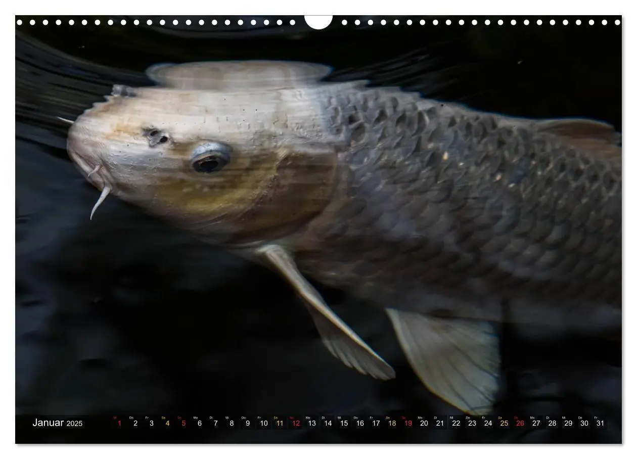 Bild: 9783435477739 | Nishikigoi - Koikarpfen in ihrer Welt (Wandkalender 2025 DIN A3...