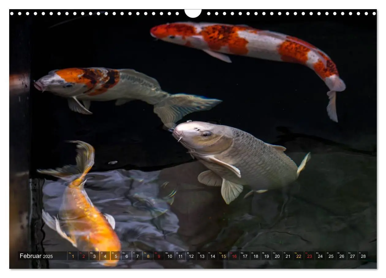 Bild: 9783435477739 | Nishikigoi - Koikarpfen in ihrer Welt (Wandkalender 2025 DIN A3...
