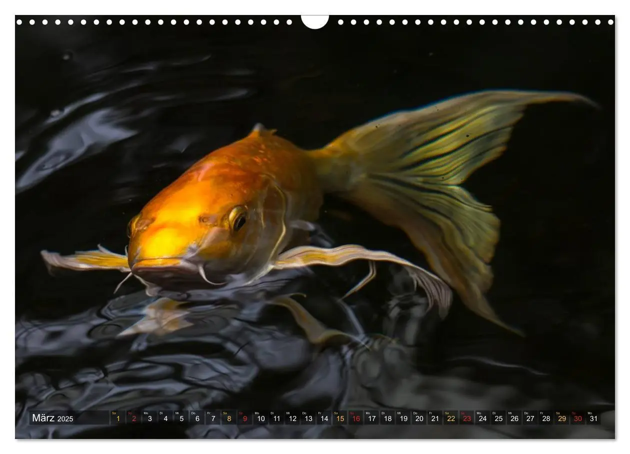 Bild: 9783435477739 | Nishikigoi - Koikarpfen in ihrer Welt (Wandkalender 2025 DIN A3...
