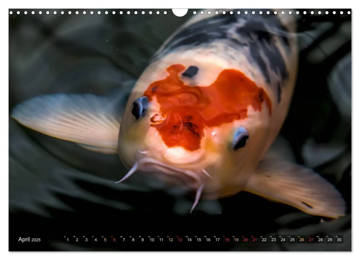 Bild: 9783435477739 | Nishikigoi - Koikarpfen in ihrer Welt (Wandkalender 2025 DIN A3...