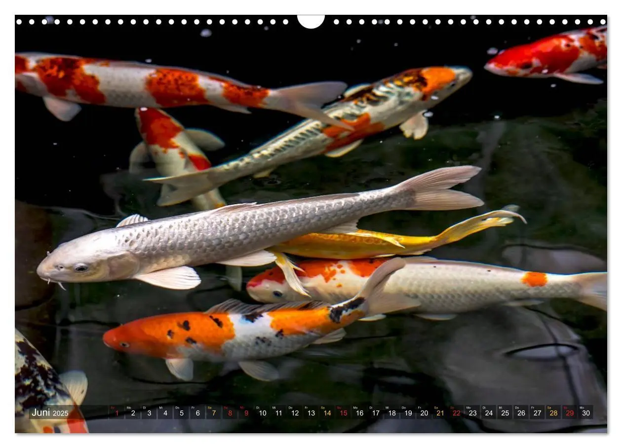 Bild: 9783435477739 | Nishikigoi - Koikarpfen in ihrer Welt (Wandkalender 2025 DIN A3...