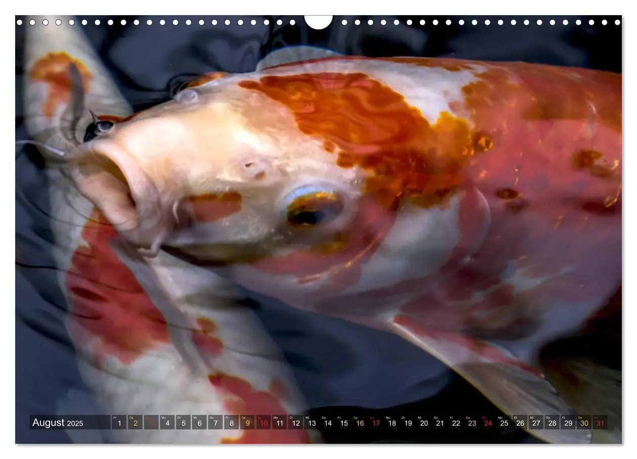 Bild: 9783435477739 | Nishikigoi - Koikarpfen in ihrer Welt (Wandkalender 2025 DIN A3...