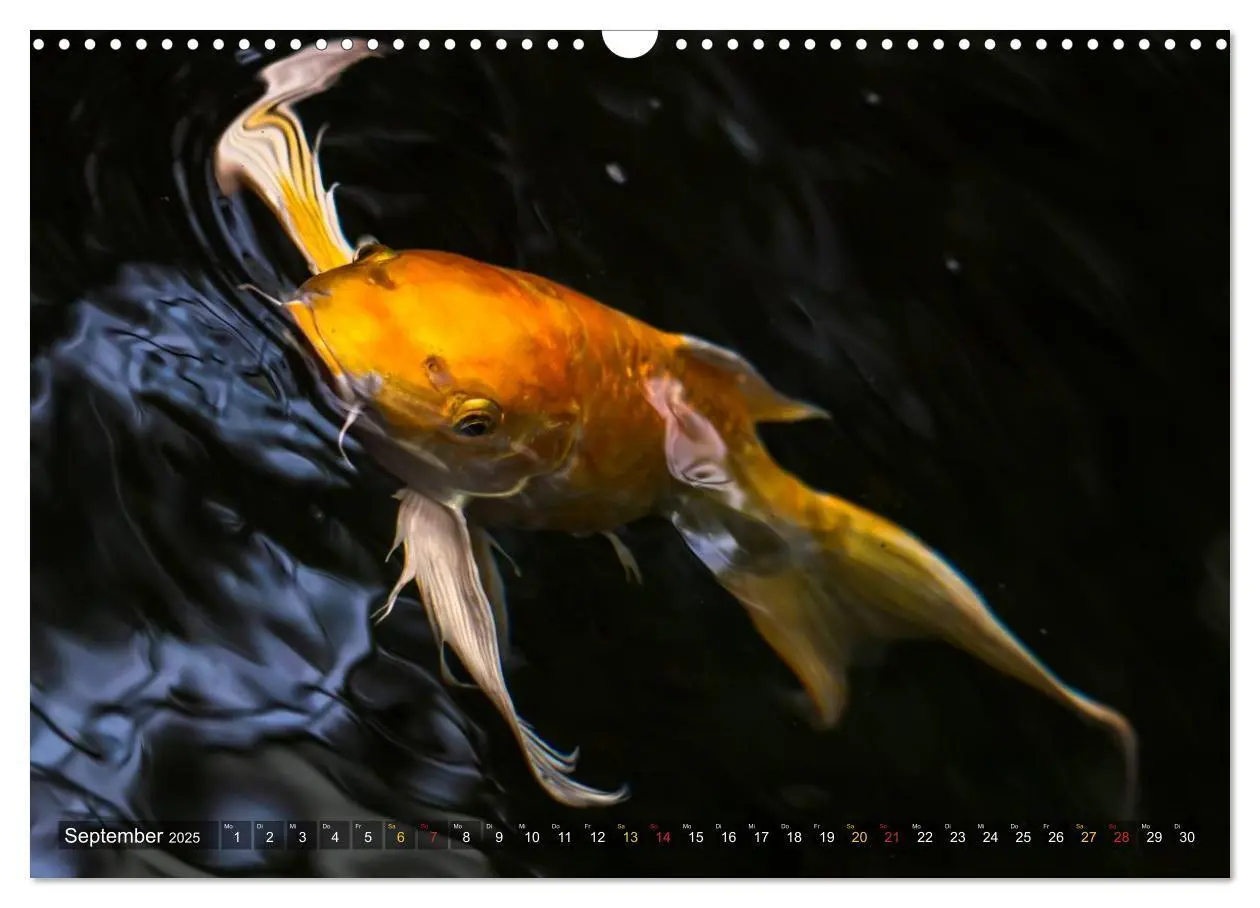 Bild: 9783435477739 | Nishikigoi - Koikarpfen in ihrer Welt (Wandkalender 2025 DIN A3...