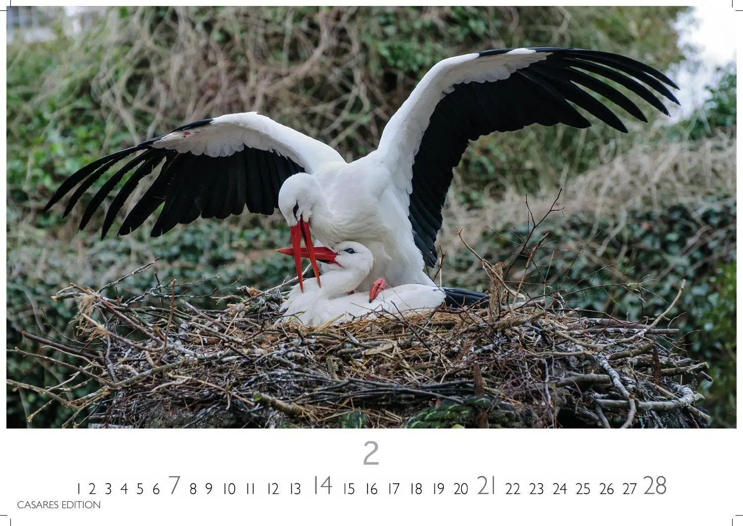 Bild: 9781835247839 | Störche Kalender 2027 - Wandkalender Fotokalender Tierkalender...