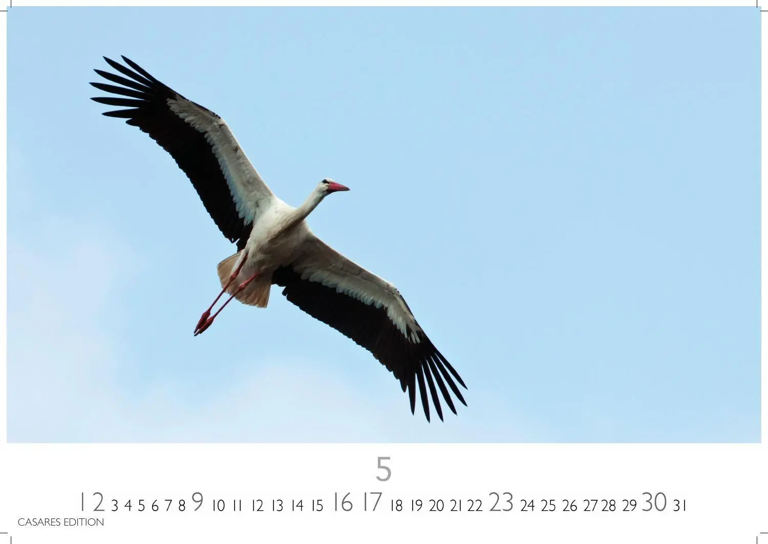 Bild: 9781835247839 | Störche Kalender 2027 - Wandkalender Fotokalender Tierkalender...