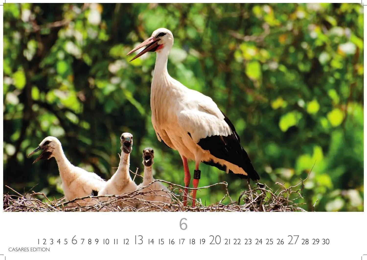 Bild: 9781835247839 | Störche Kalender 2027 - Wandkalender Fotokalender Tierkalender...