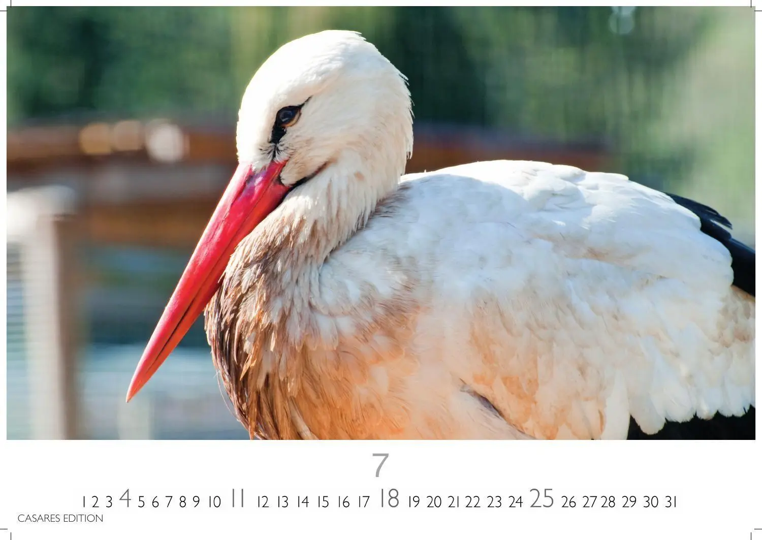 Bild: 9781835247839 | Störche Kalender 2027 - Wandkalender Fotokalender Tierkalender...