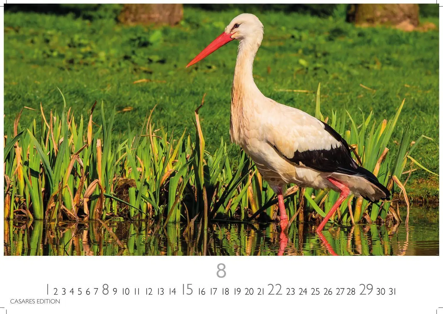 Bild: 9781835247839 | Störche Kalender 2027 - Wandkalender Fotokalender Tierkalender...