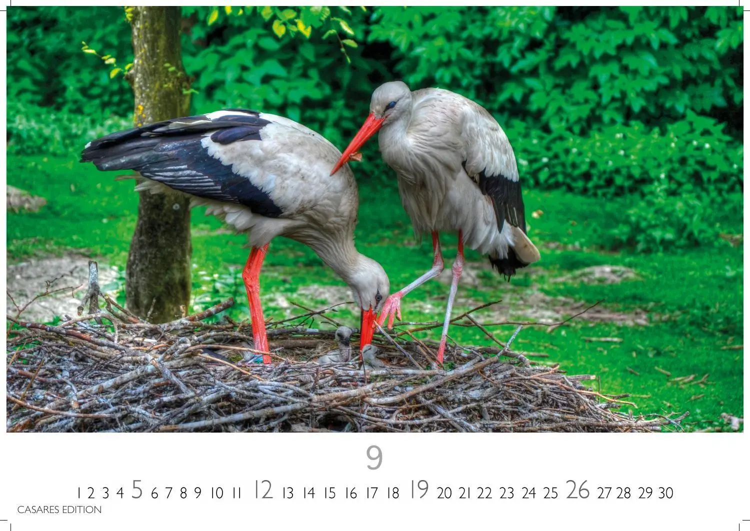 Bild: 9781835247839 | Störche Kalender 2027 - Wandkalender Fotokalender Tierkalender...